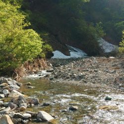 荒れ放題の川でイワナ釣り